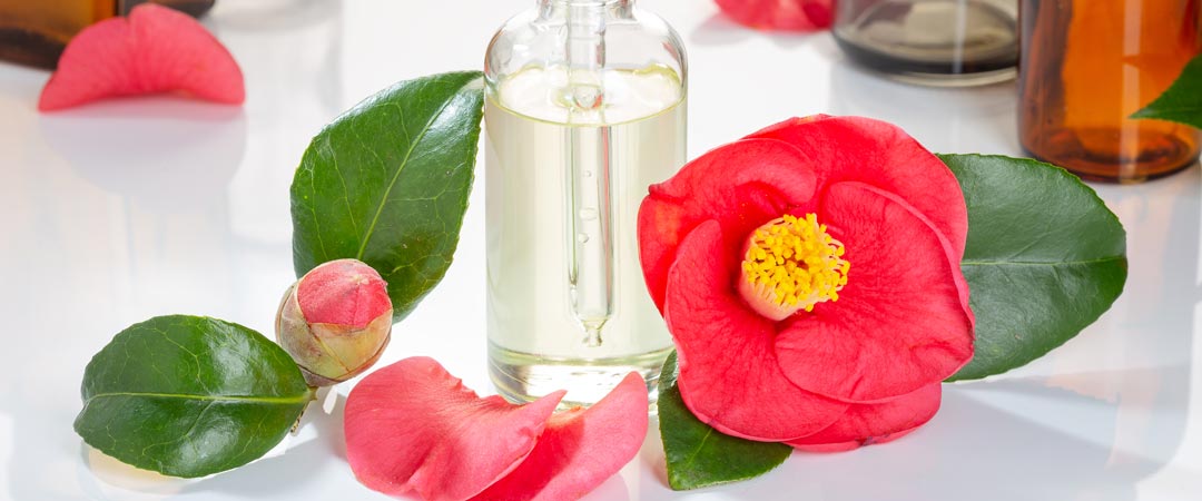 Skincare Ingredients 101: Camellia Japonica Flower Extract